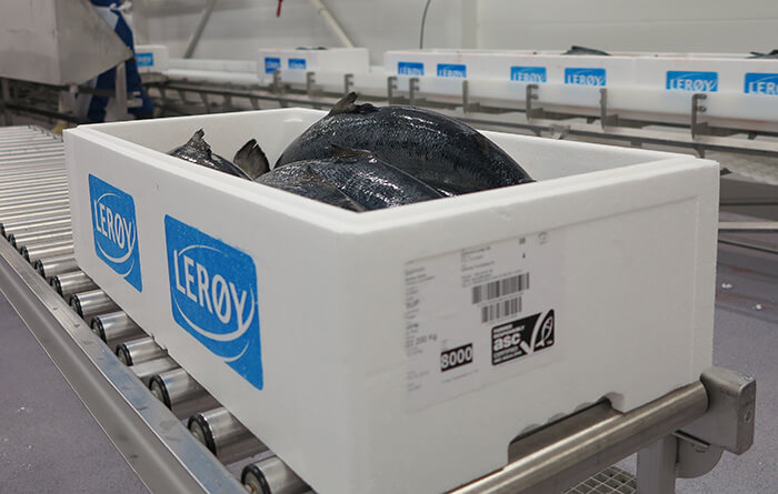 پرورش ماهی سالمون