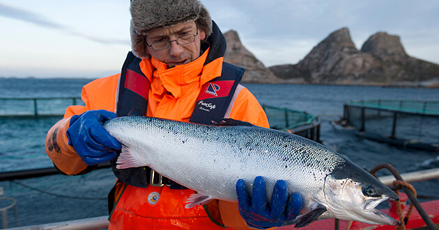 پرورش ماهی سالمون در نروژ