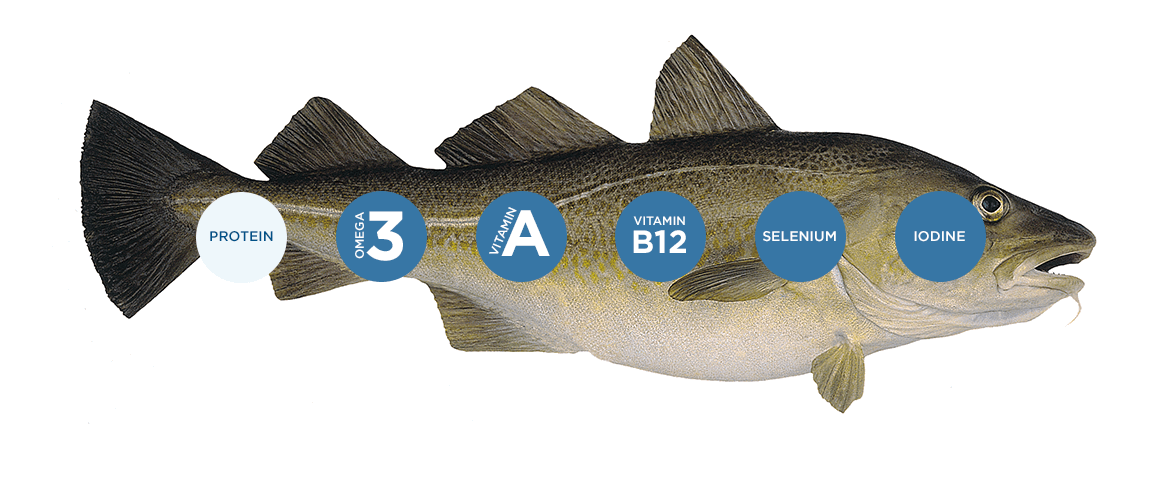 ماهی کاد نروژی