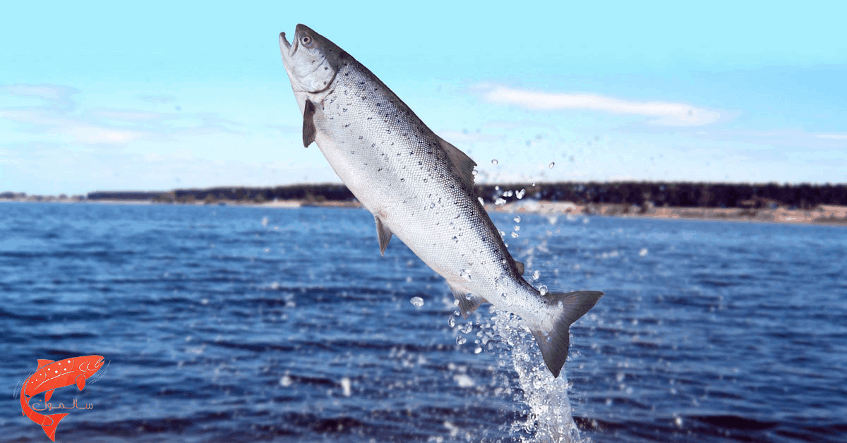 ماهی سالمون نروژی تازه